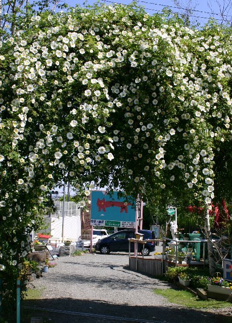 ラのアーチ(2016年5月)