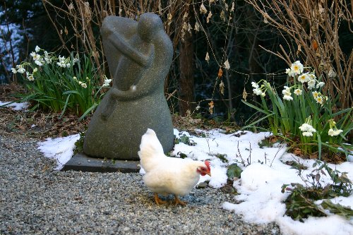 居付いたチャボ