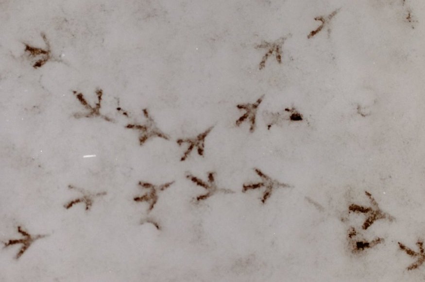 冬 小鳥も芸術家